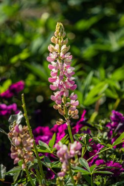 Lupinus çiçek yeşil yeşillik doğa ile parlak