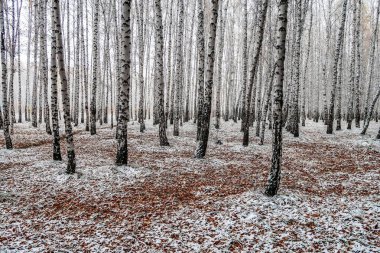 sonbahar manzara bir huş ormandaki ilk kar