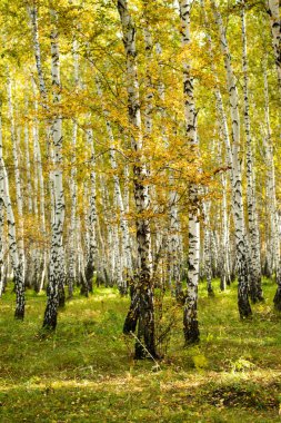 Sarı huş ağacı orman, geç sonbahar doğa manzara