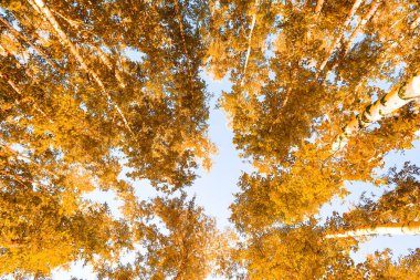 gökyüzü sonbahar arka planı sarı huş ağacı yaprakları