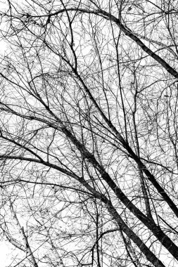 Beyaz arkaplanda ağaç dalları silueti