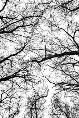 Beyaz arkaplanda ağaç dalları silueti