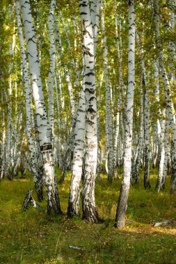 Sarı huş ağacı orman, geç sonbahar doğa manzara