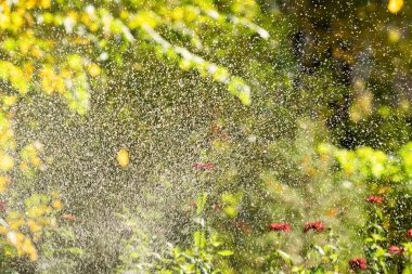 defocused, bulanık su, bokeh doğa damla