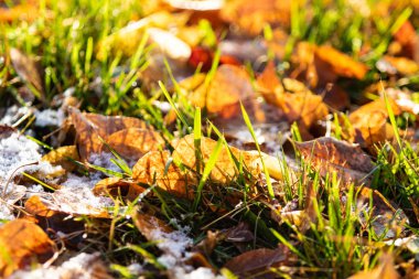 Sarı yapraklar, yeşil çimen, kar