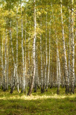 Sarı huş ağacı orman, geç sonbahar doğa manzara