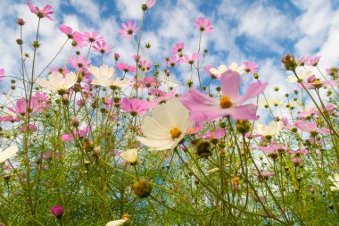 Cosmos çiçekler, görüntülemek aşağıdan gökyüzüne doğru
