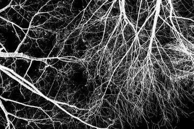 ağaç dalları siluet siyah arka plan üzerine beyaz