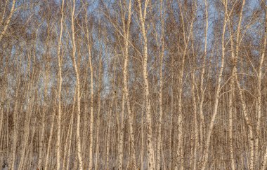 huş ağacı ormanda kış doğa manzarası