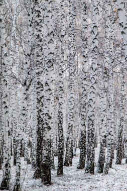 İlk kar huş ağacı orman manzara kış