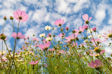 Cosmos çiçekler, görüntülemek aşağıdan gökyüzüne doğru