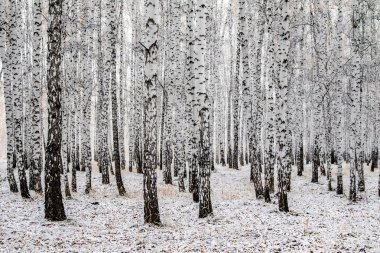 İlk kar huş ağacı orman manzara kış