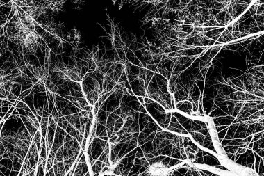 ağaç dalları siluet siyah arka plan üzerine beyaz