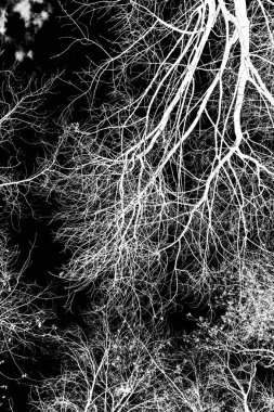 ağaç dalları siluet siyah arka plan üzerine beyaz