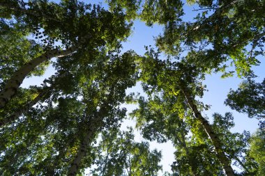 orman manzaralı aşağıdan gökyüzüne huş ağacı