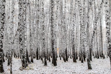 İlk kar huş ağacı orman manzara kış