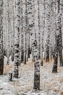 İlk kar huş ağacı orman manzara kış