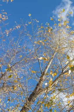 Sonbahar ağaç dalları göğe görüntüle