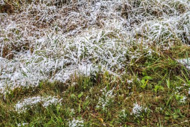 kar uzun boylu yeşil çim