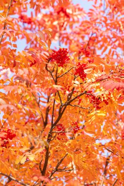 Doğa Sonbahar Ağaç ashberry parlak renkler