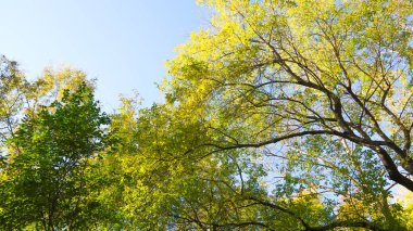 ağaç görünümünü aşağıdan gökyüzüne sonbahar manzara bırakır
