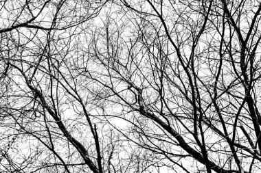 Beyaz arkaplanda ağaç dalları silueti