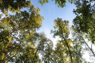 huş ağacı orman manzaralı gökyüzüne Sonbahar Doğa