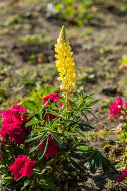 Lupinus çiçek yeşil yeşillik doğa ile parlak