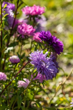 parlak sonbahar çiçek doğa manzara