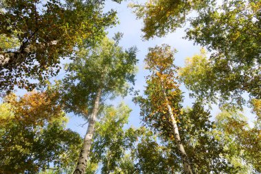 huş ağacı orman manzaralı gökyüzüne Sonbahar Doğa