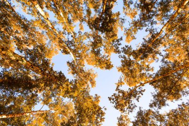 gökyüzü sonbahar arka planı sarı huş ağacı yaprakları