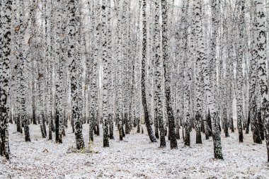 İlk kar huş ağacı orman manzara kış
