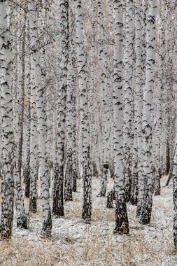 İlk kar huş ağacı orman manzara kış