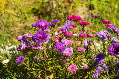 parlak sonbahar çiçek doğa manzara
