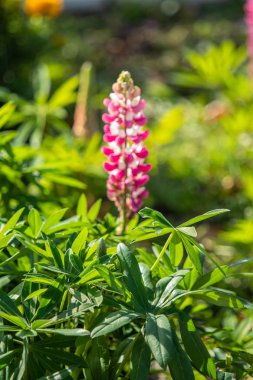 Lupinus çiçek yeşil yeşillik doğa ile parlak