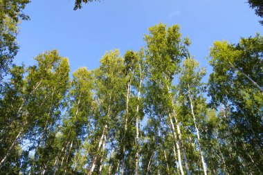 orman manzaralı aşağıdan gökyüzüne huş ağacı
