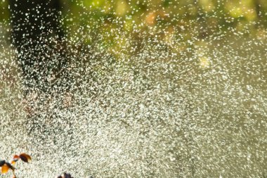 defocused, bulanık su, bokeh doğa damla