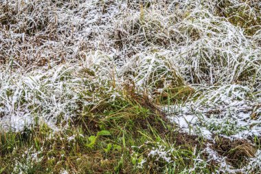 kar uzun boylu yeşil çim