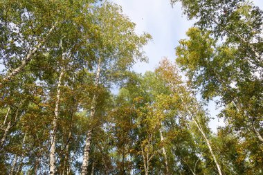 huş ağacı orman manzaralı gökyüzüne Sonbahar Doğa