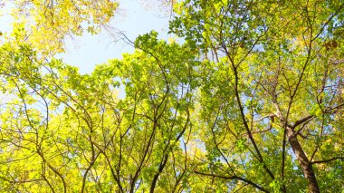 ağaç görünümünü aşağıdan gökyüzüne sonbahar manzara bırakır