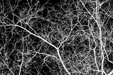 ağaç dalları siluet siyah arka plan üzerine beyaz