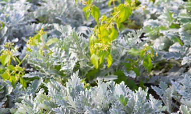 süs havuç bitkisinin görünümü kapatın