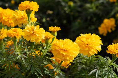 birçok marigolds küçük çiçekler