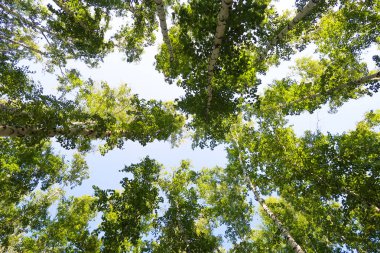orman manzaralı aşağıdan gökyüzüne huş ağacı