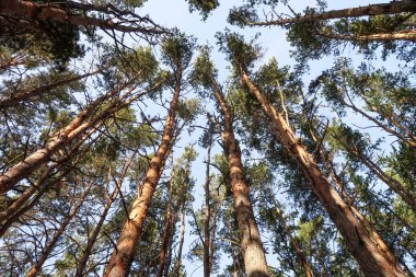 çam ormanı görünümünden alt gökyüzü