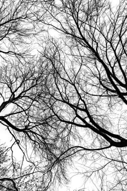 Beyaz arkaplanda ağaç dalları silueti