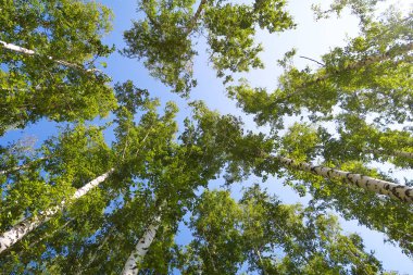 orman manzaralı aşağıdan gökyüzüne huş ağacı
