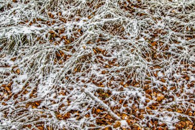 kar uzun boylu yeşil çim