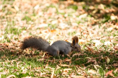 çimenlerin üzerinde sonbahar ormandaki sincap
