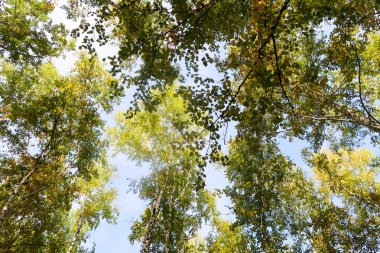 huş ağacı orman manzaralı gökyüzüne Sonbahar Doğa